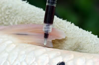 KHV antibody testing: Blood withdrawn into syringe.