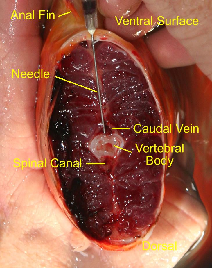 Enlarged and labeled illustraton of caudal vein for venipuncture