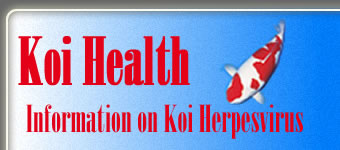 Koi Health - Information on Koi Herpesvirus
